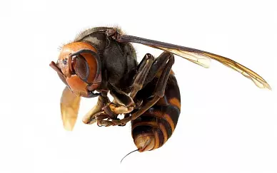 Обработка от шершней
